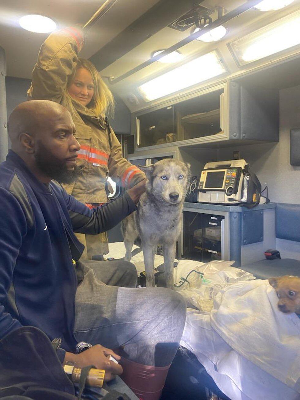 Two dogs and their owner sit in the ambulance after the animals were rescued from an apartment...