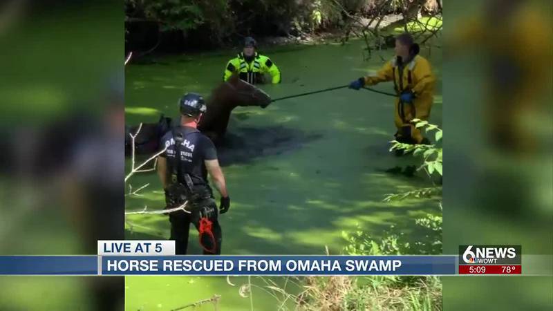 Several organizations helped rescue a horse from a swamp