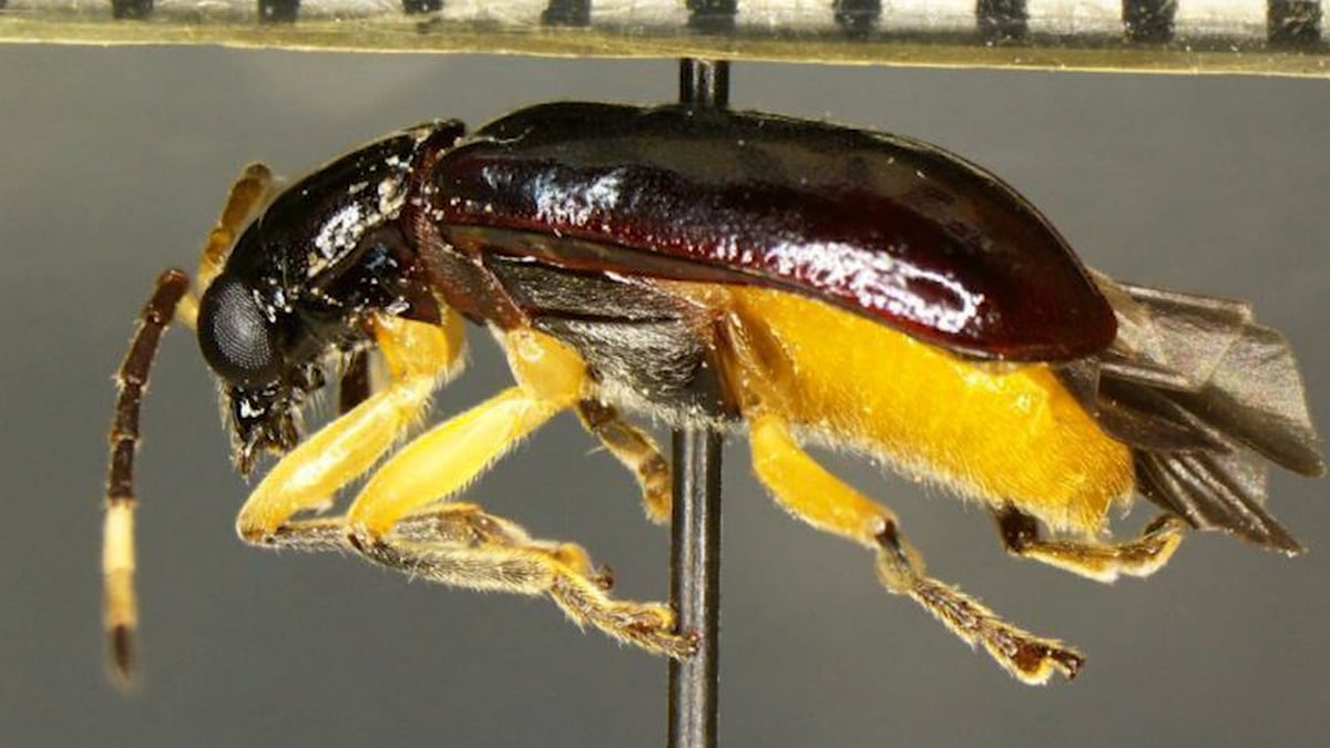 U.S. customs officers spotted a rare pest trying to hitch a ride across the border earlier this...