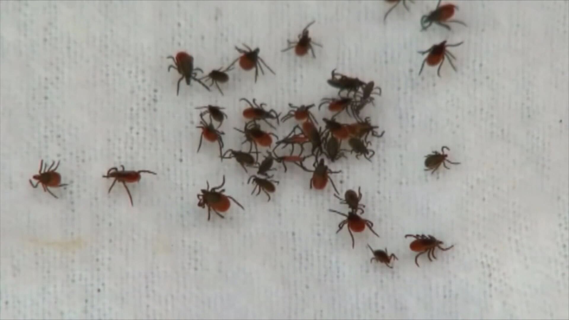 Nebraska Tick Surveillance Map shares how to stay safe this summer - Vimarsana News