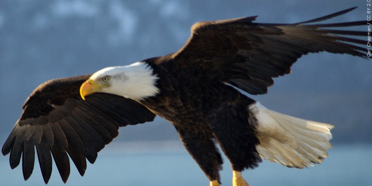 NextImg:Man sentenced for role in killing Bald Eagle in northeast Nebraska